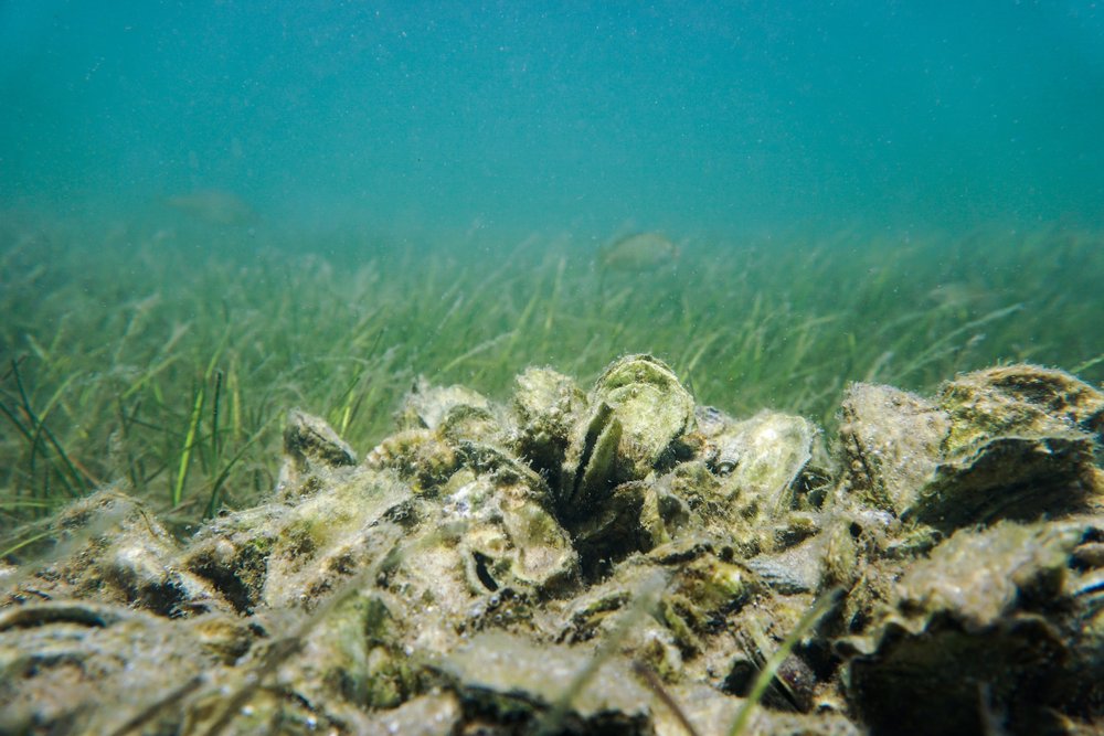 Oyster reef on the ocean
