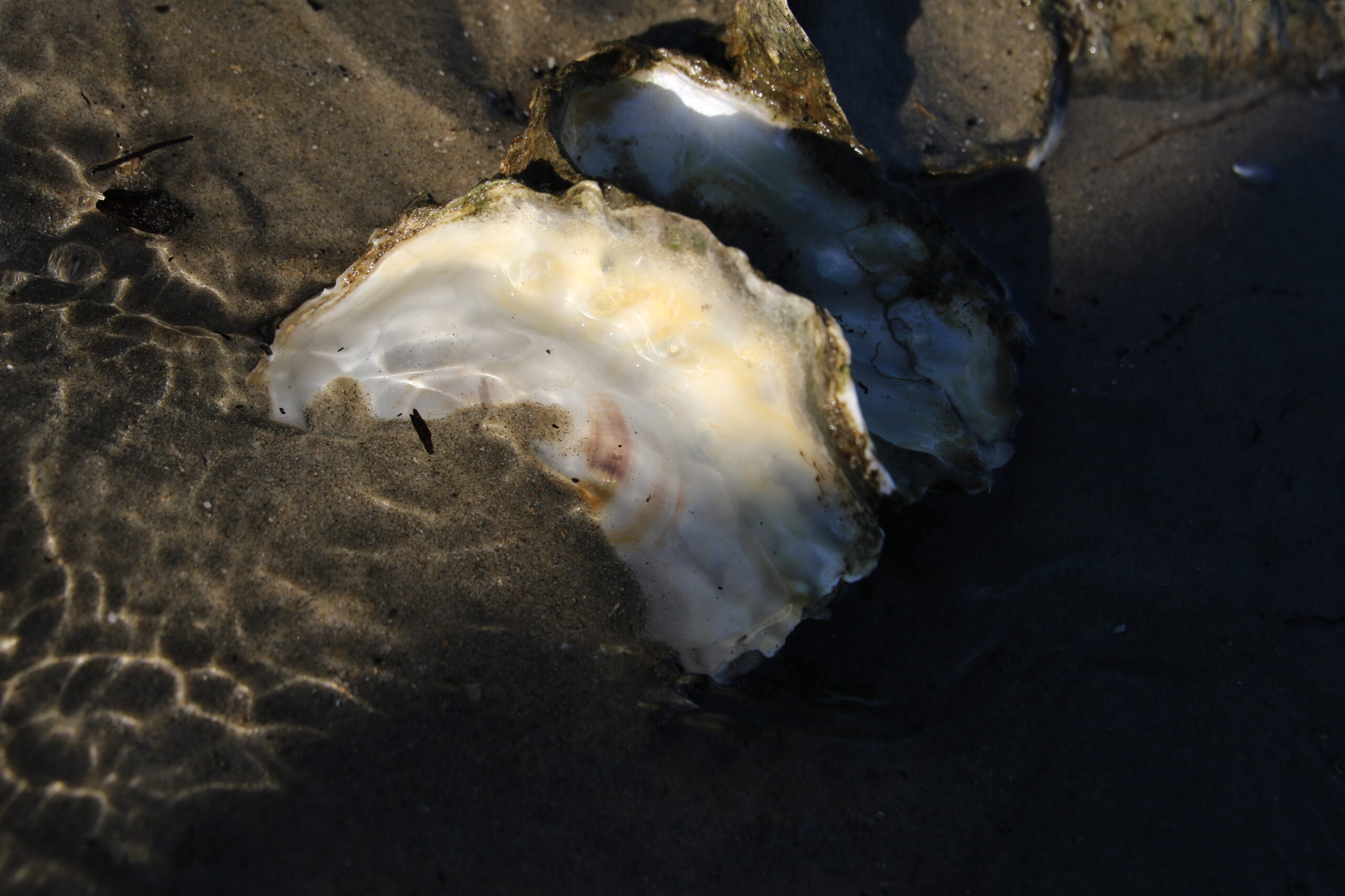 oyster restoration