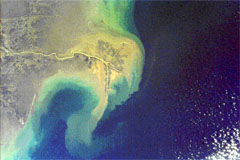 Eutrophication Gulf of Mexico
