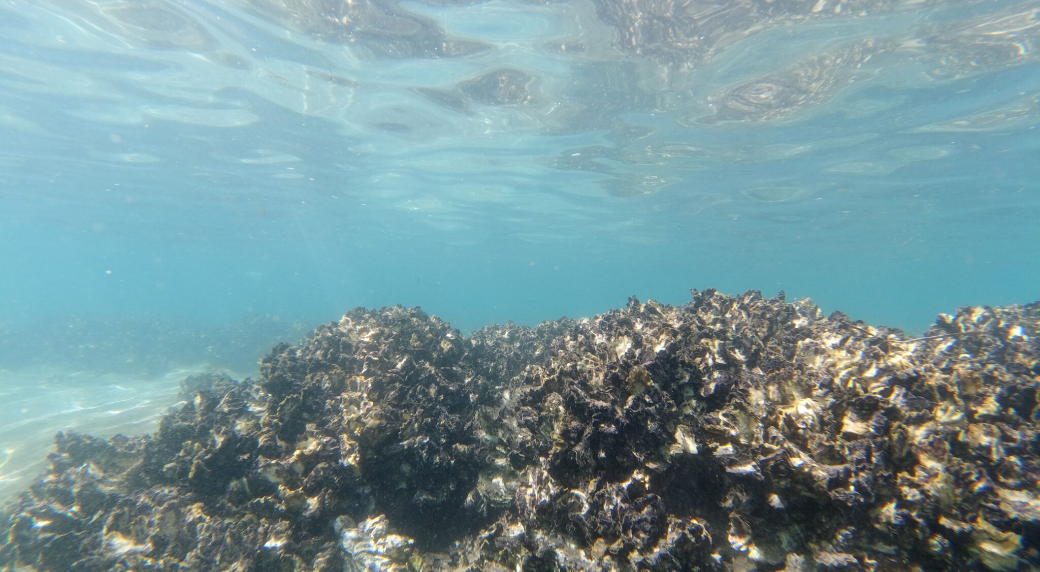 Oyster Reef in Australia - The Nature Conservancy